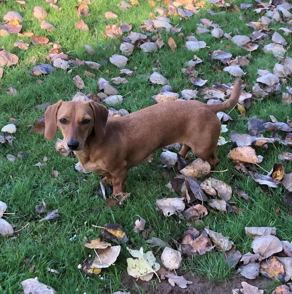 Original pet photo