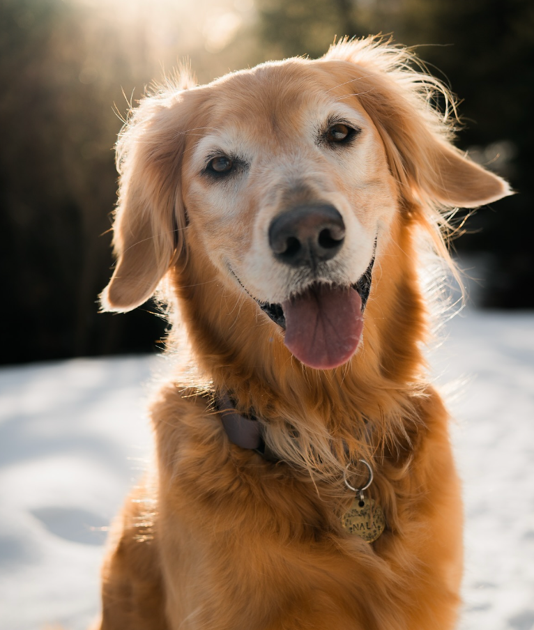 Nala - original photo