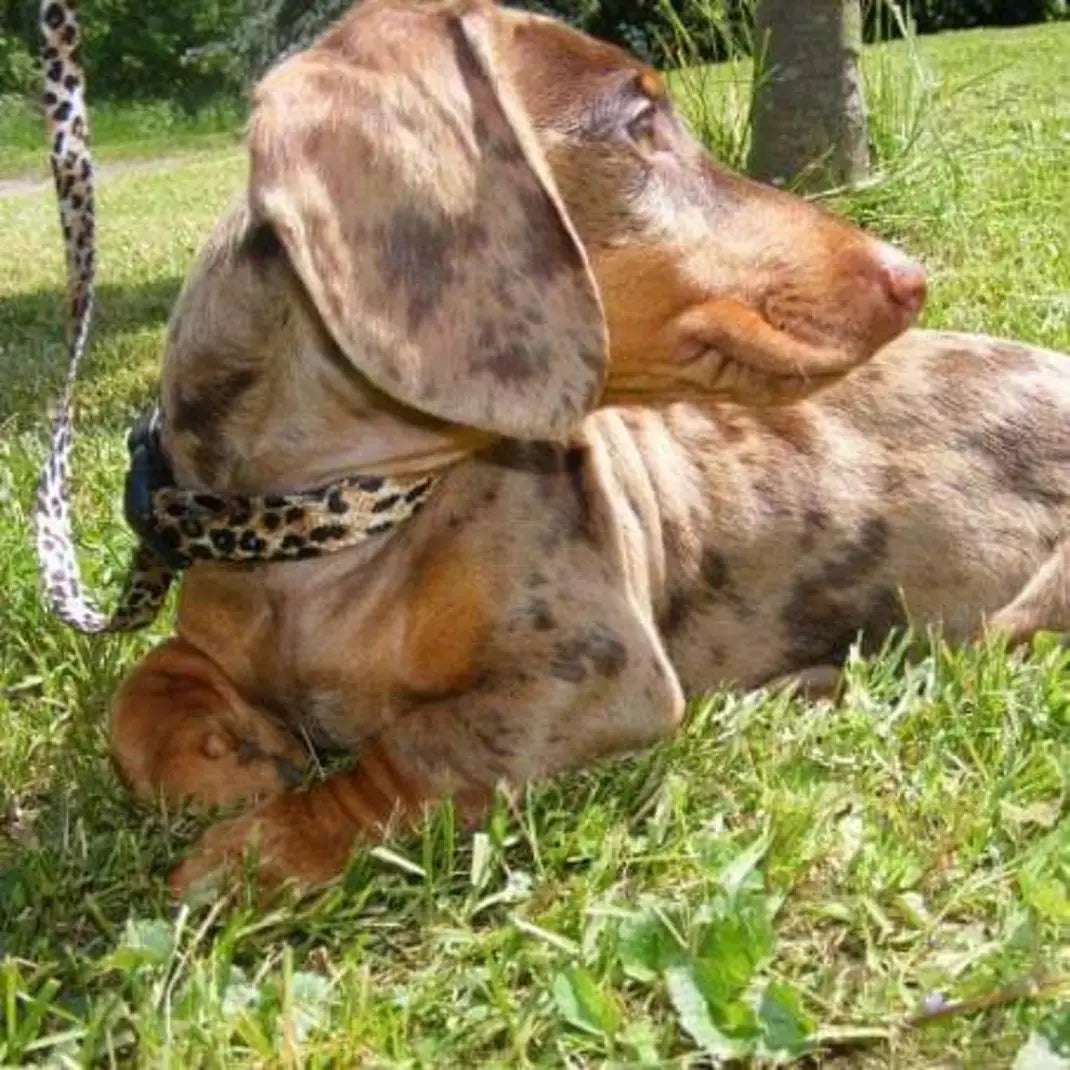 Adorable Oscar Dachshund - original photo