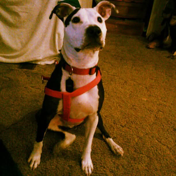 Ludo - original photo