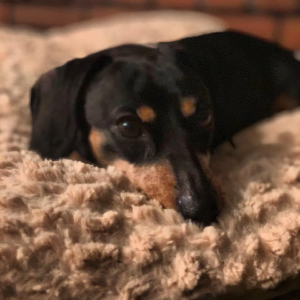Minnie, my dog - original photo