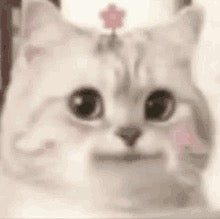 Original pet photo