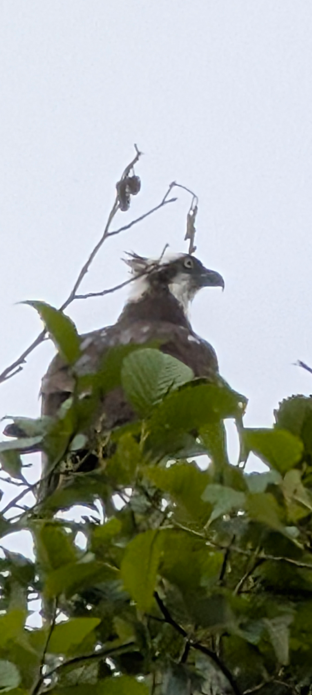 Osprey  - original photo