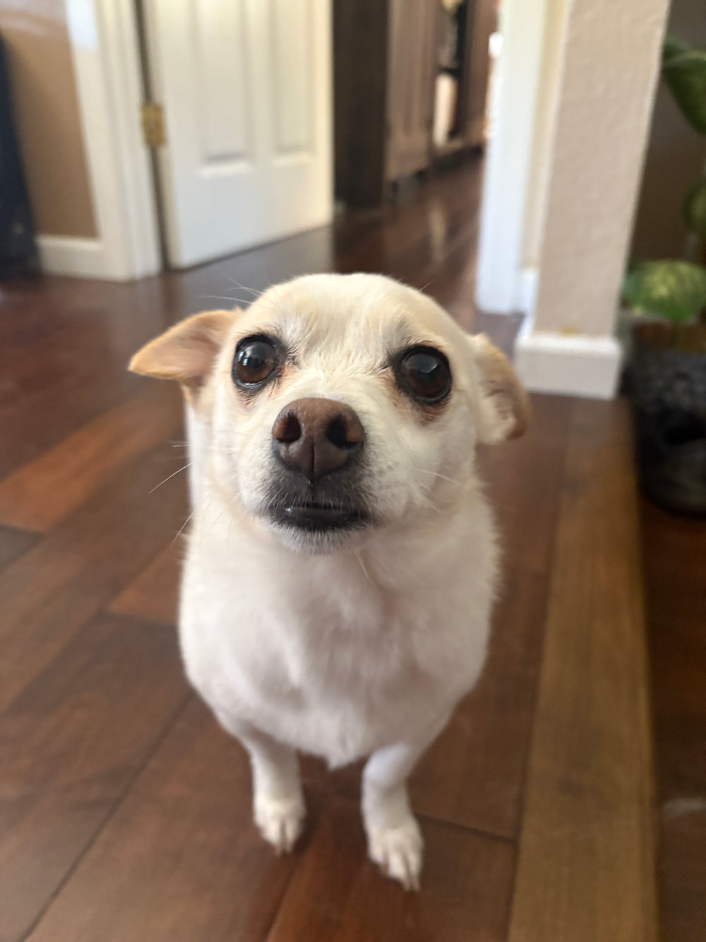 June bug  - original photo