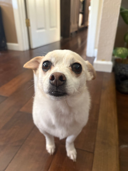 June bug  - original photo