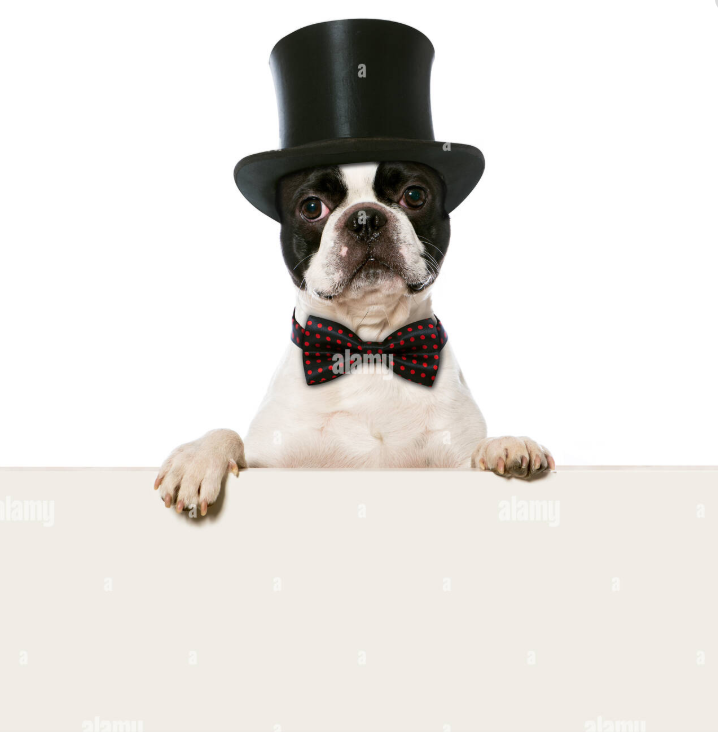 Original pet photo