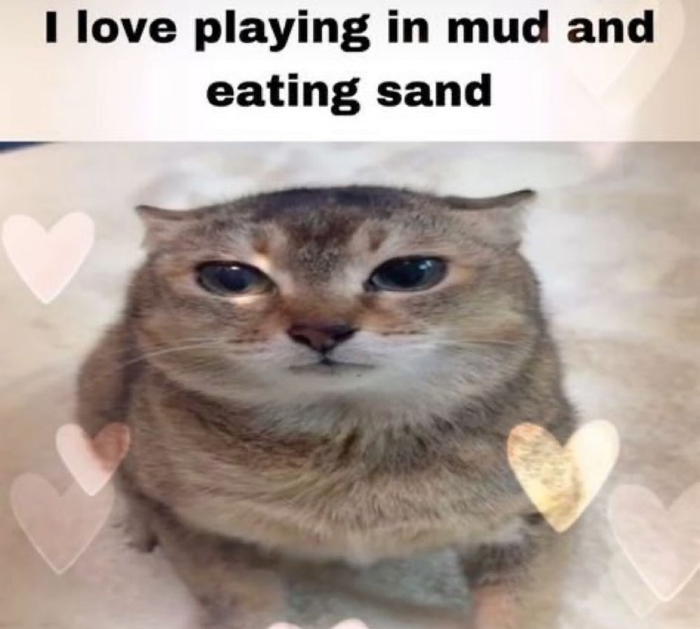 Original pet photo