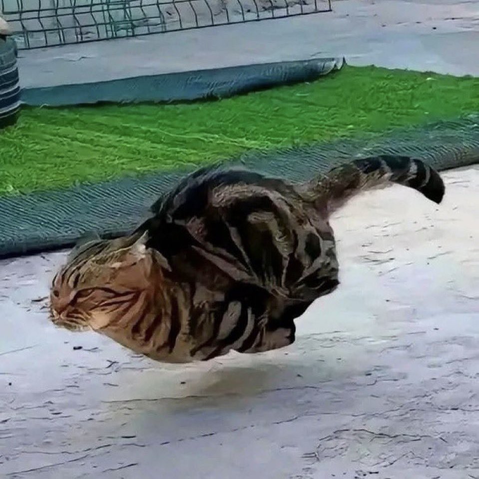 Fast cat - original photo
