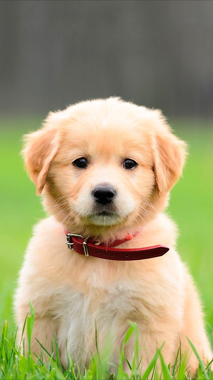 Goldy - original photo
