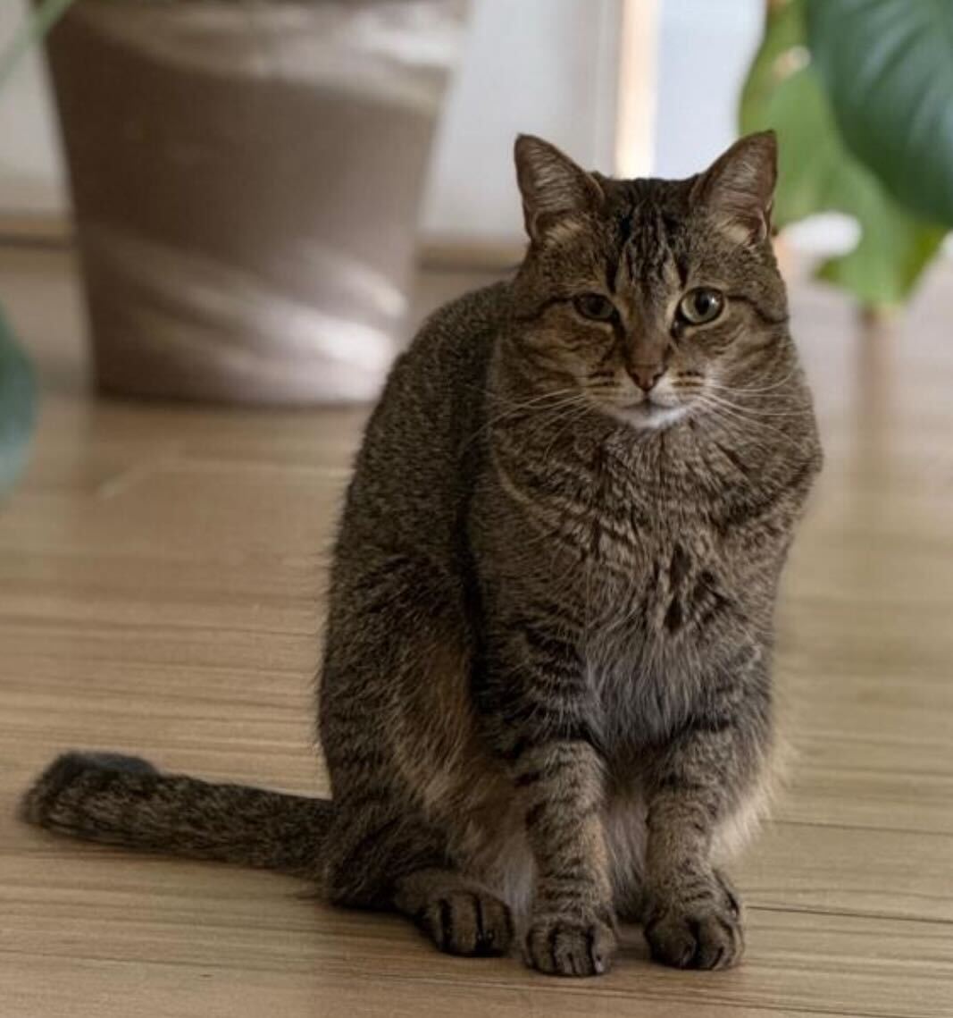 cat - original photo