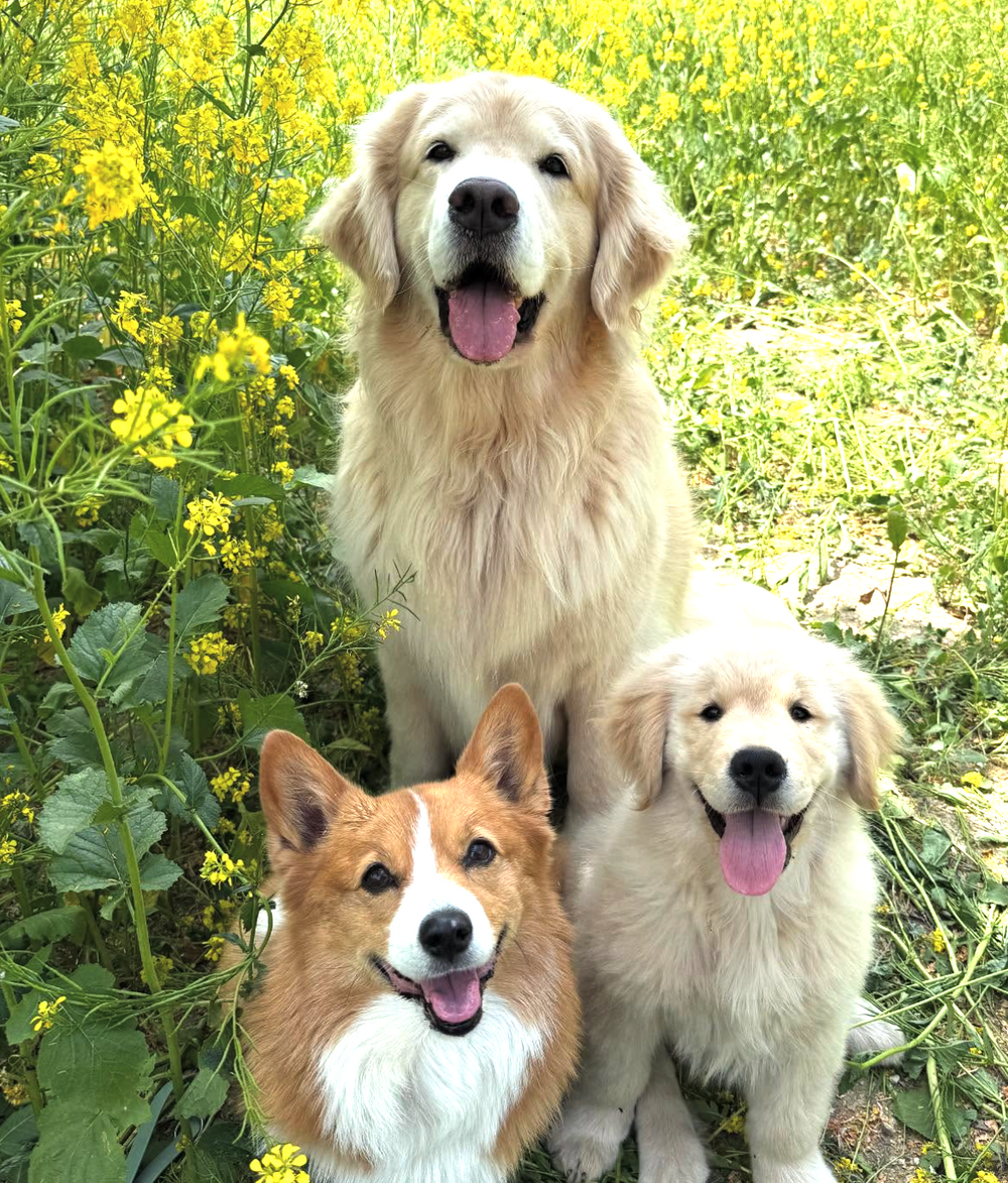 Maui, Ruby, Hugo - original photo