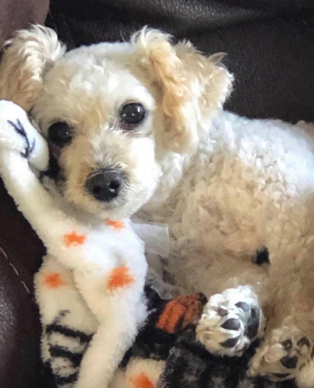 Original pet photo