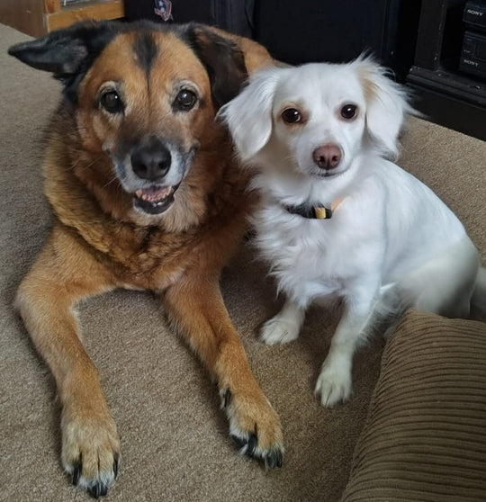 Original pet photo