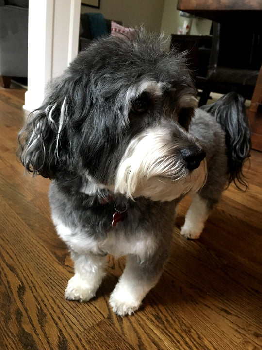 My dog who recently passed - original photo