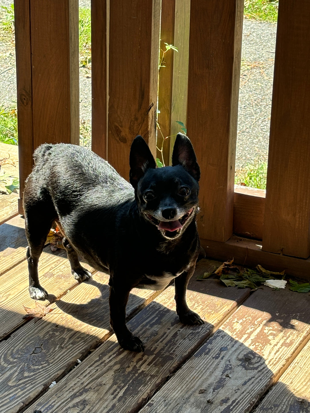 Original pet photo