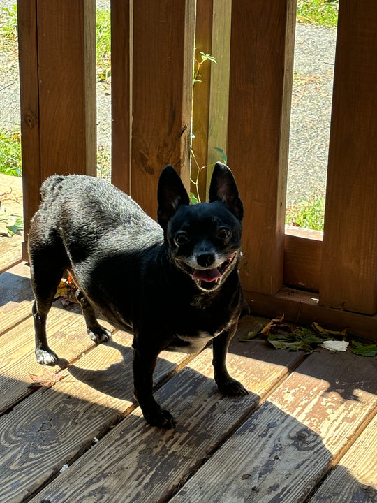 Original pet photo