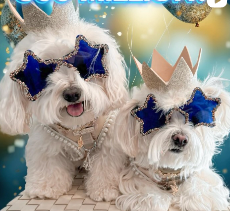 Hammy and Brody - original photo