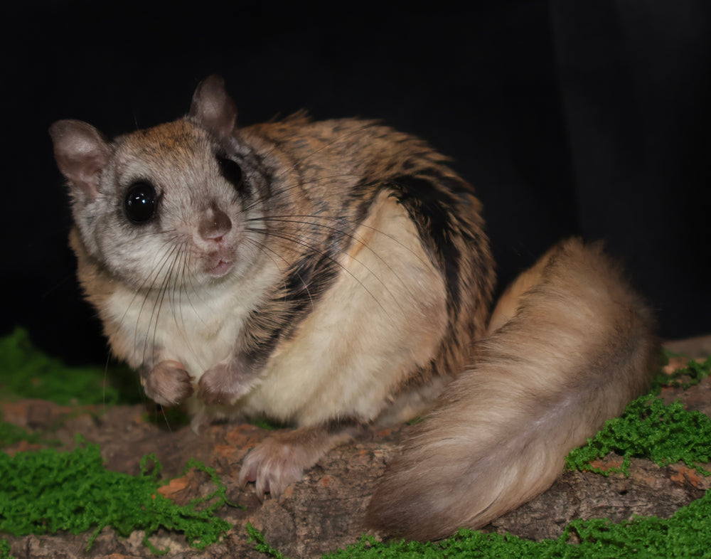 Northern flying squirrel  - original photo