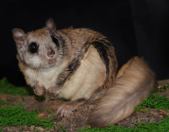 Northern flying squirrel  - original photo