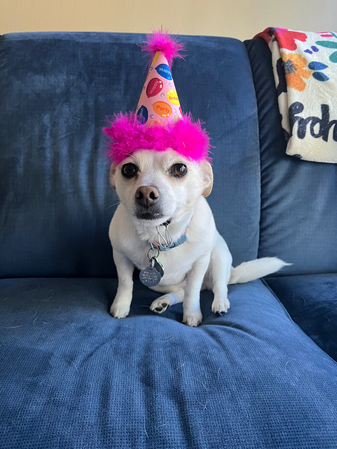Party dog - original photo