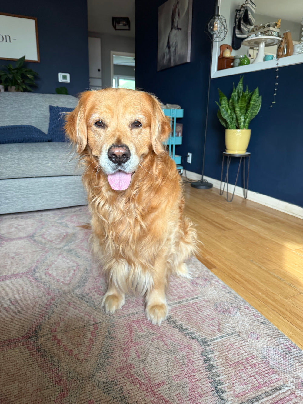 Original pet photo