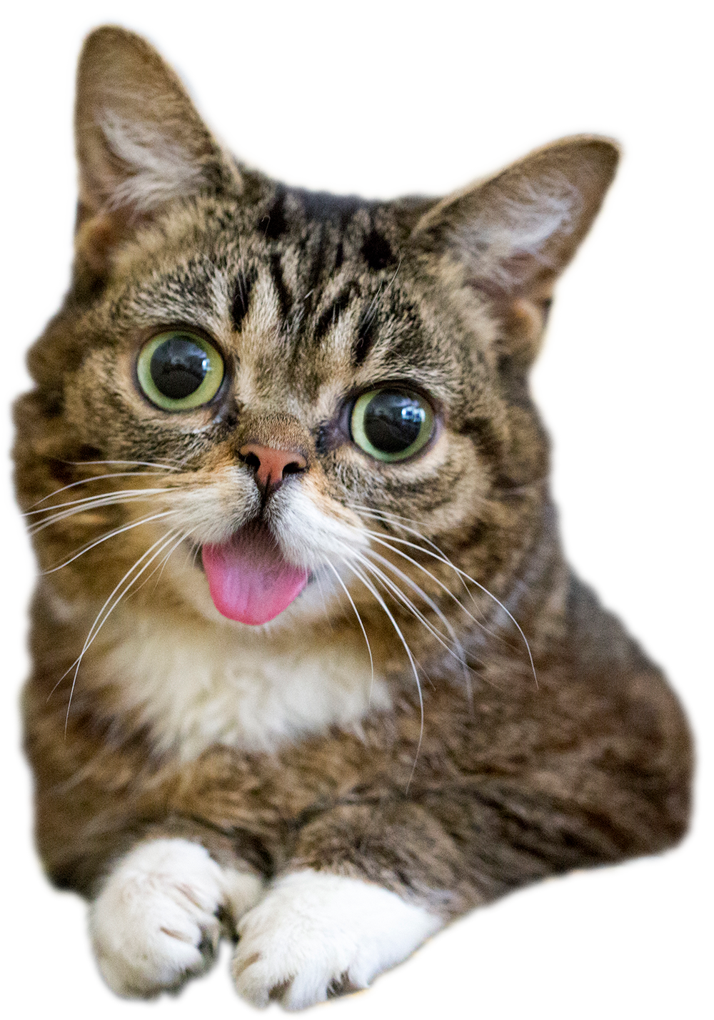 lil bub - original photo