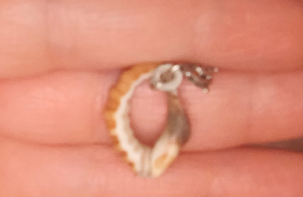Shell - original photo