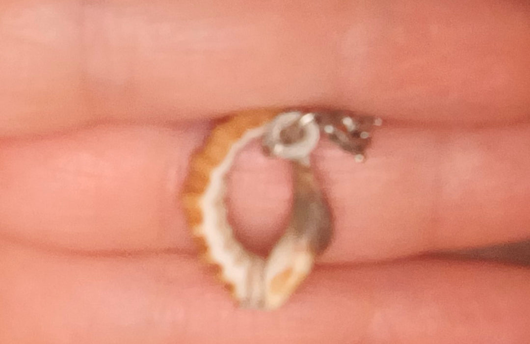 Shell - original photo