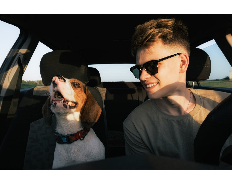 Original pet photo