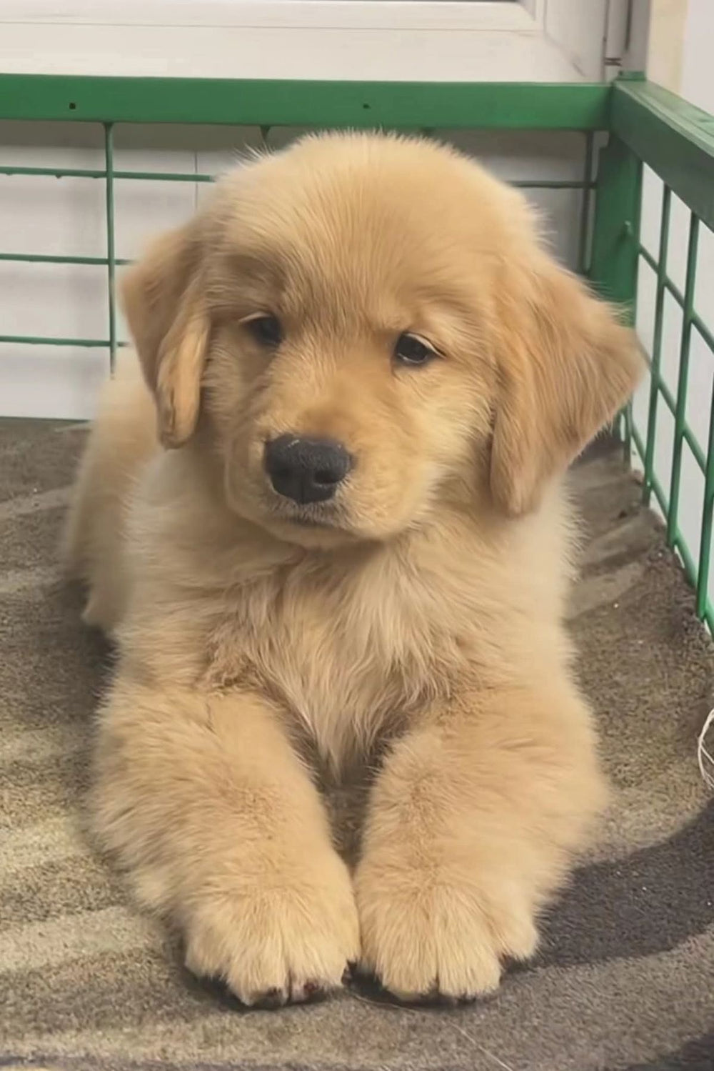 puppy - original photo