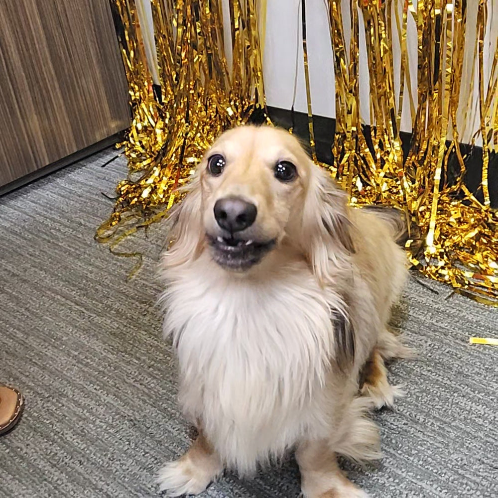 Dude, my beautiful Golden Boy! - original photo