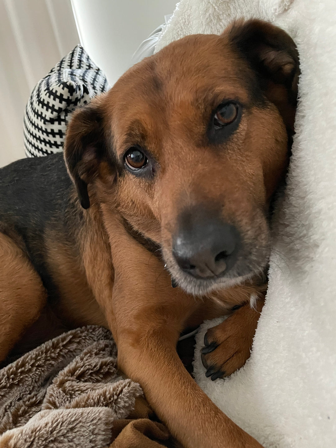 Original pet photo
