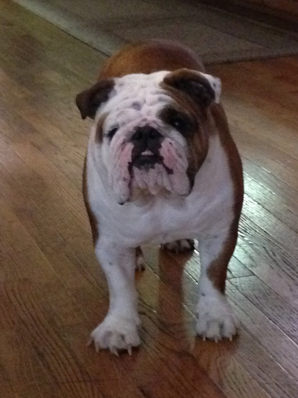 In honor of my English bulldog Maddie who passed - original photo