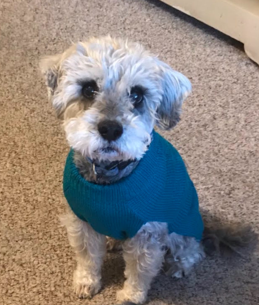My dog Mickey - original photo