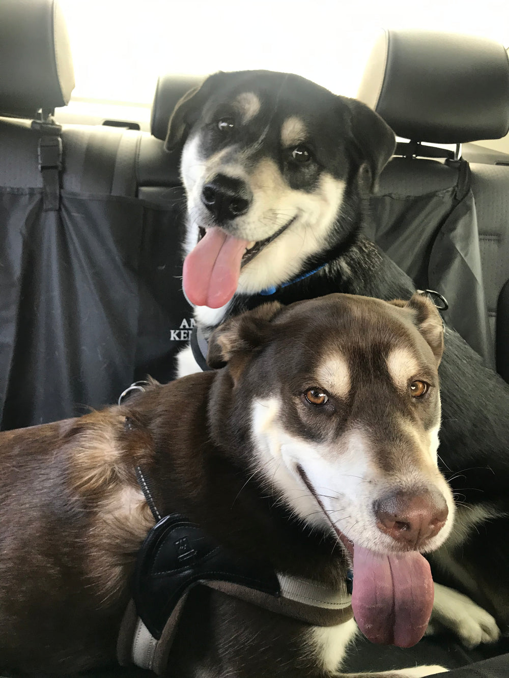 Thor and Zuk  my pups  - original photo