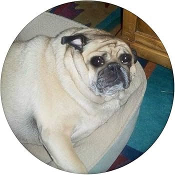 sadge pudge - original photo