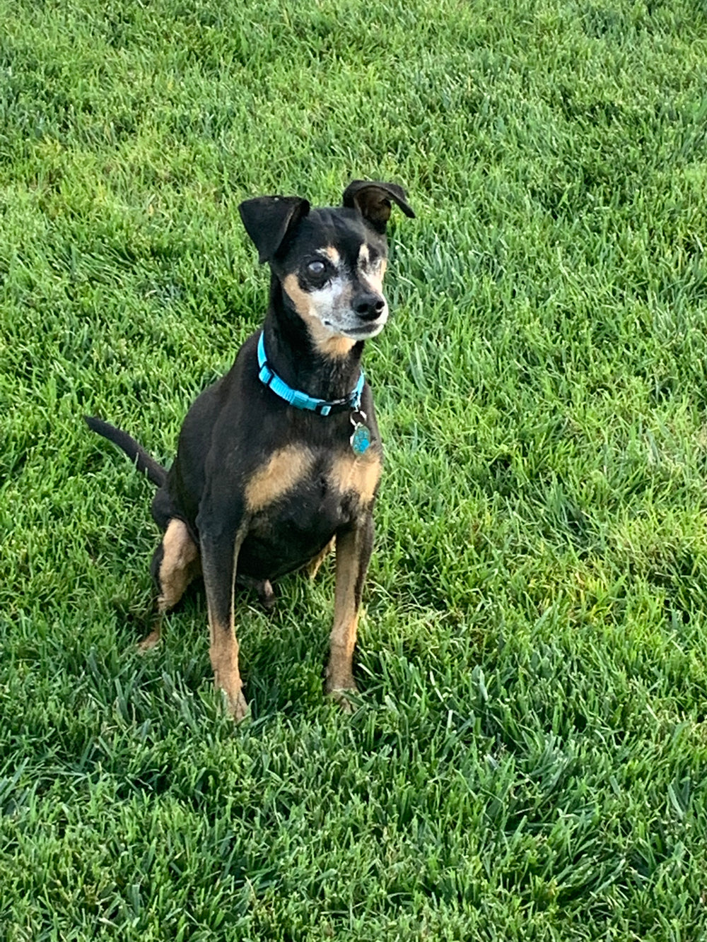 Jack - original photo