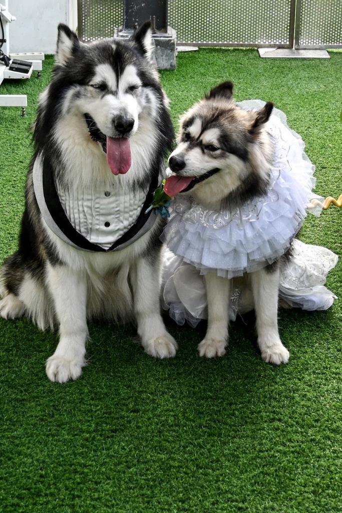 Original pet photo