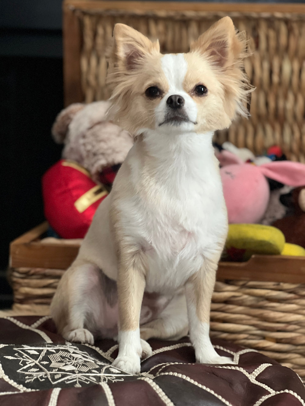 My dogs - original photo