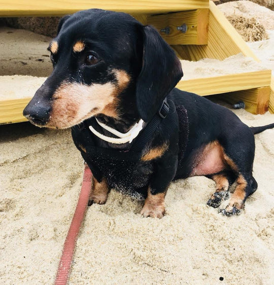 Minnie, my dog  - original photo