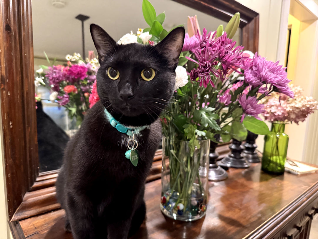 my girlfriend's cat - original photo