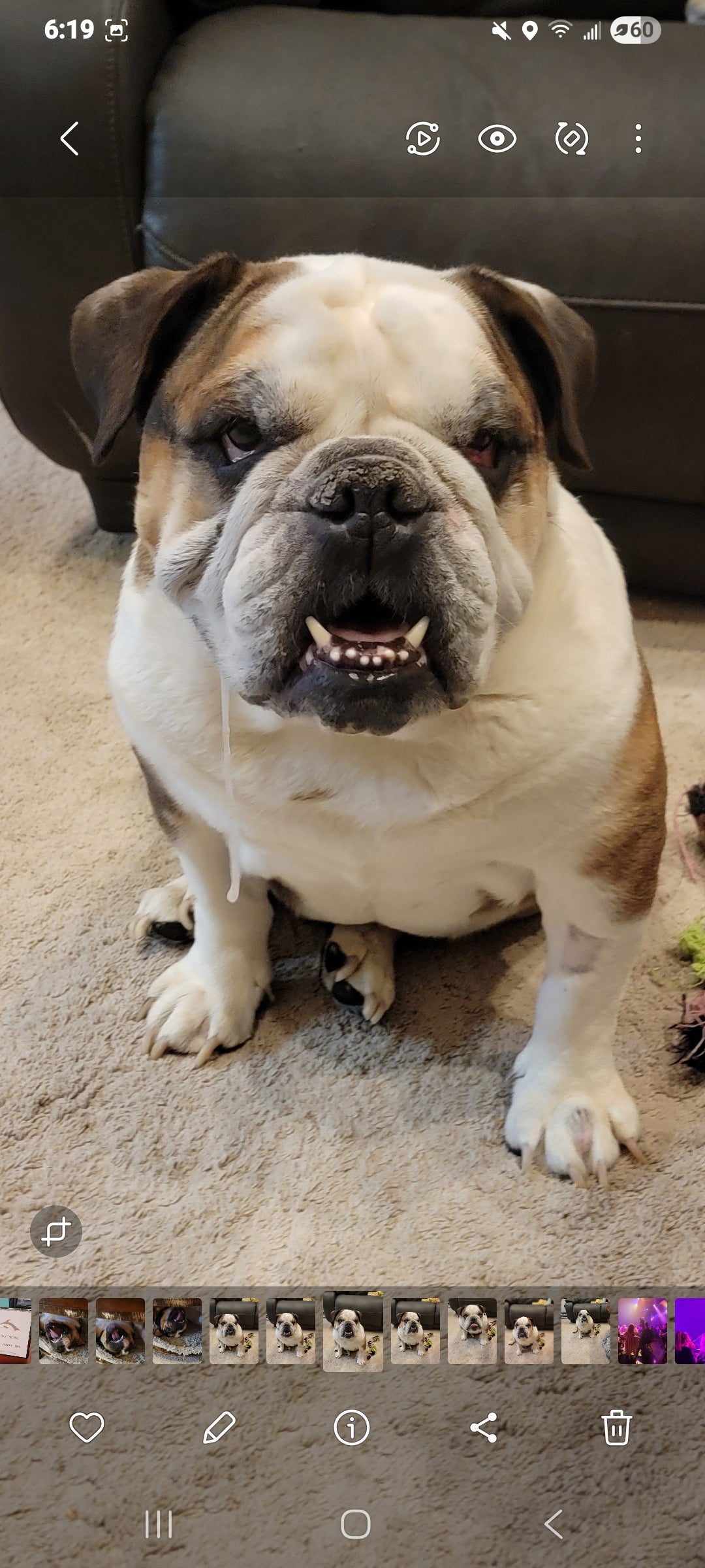 Original pet photo