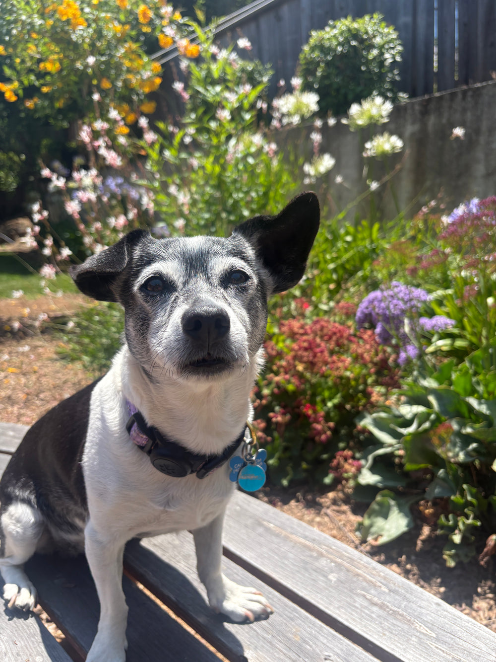Original pet photo