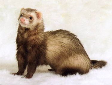 Original pet photo