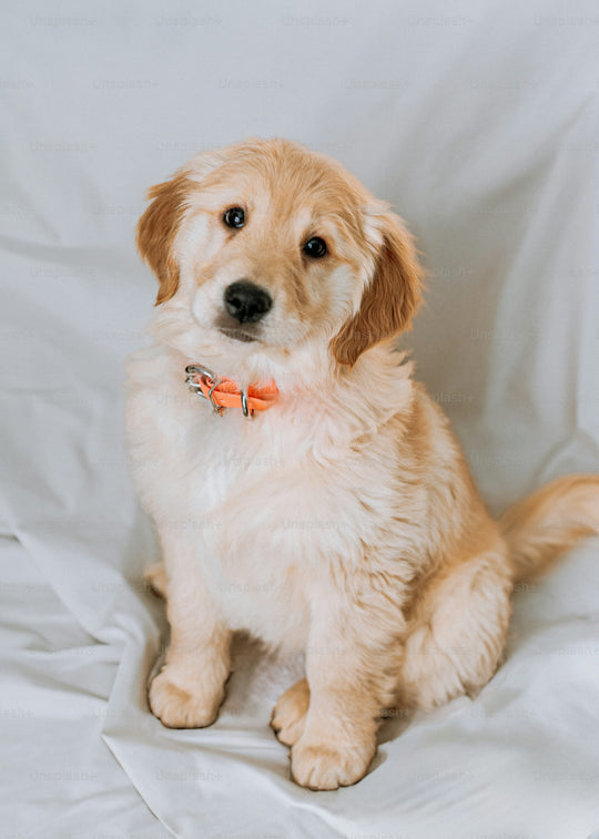 Original pet photo