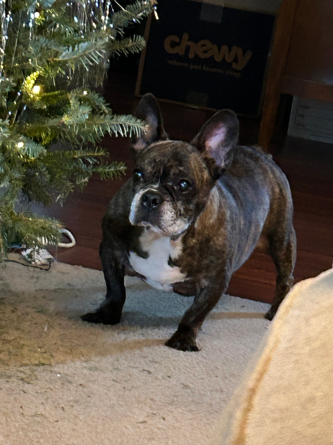 Dog - original photo