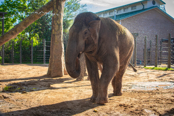 Chuck Elephant - original photo