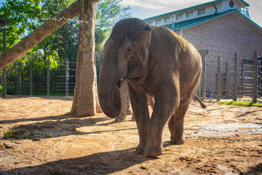 Chuck Elephant - original photo