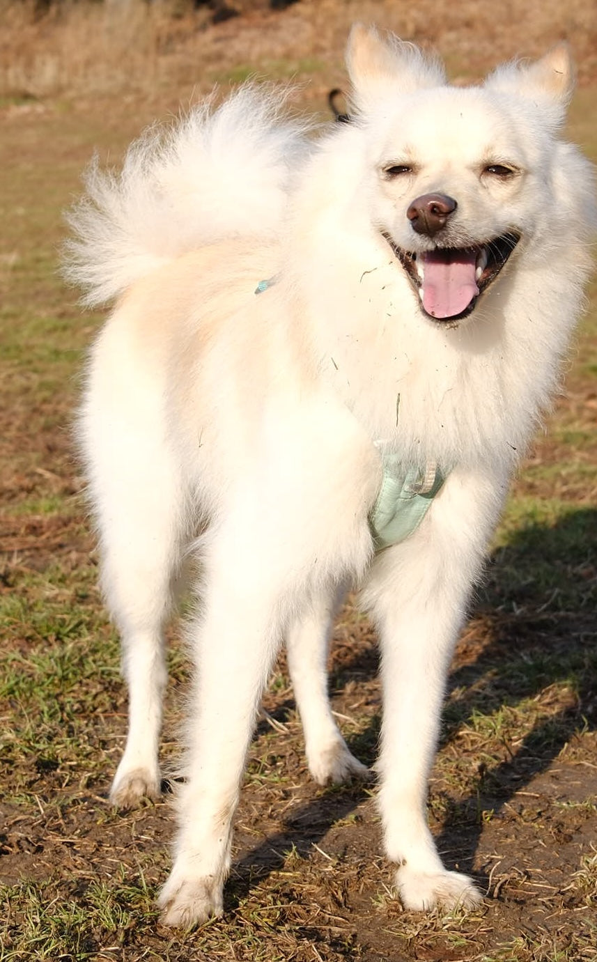 dog 2 - original photo