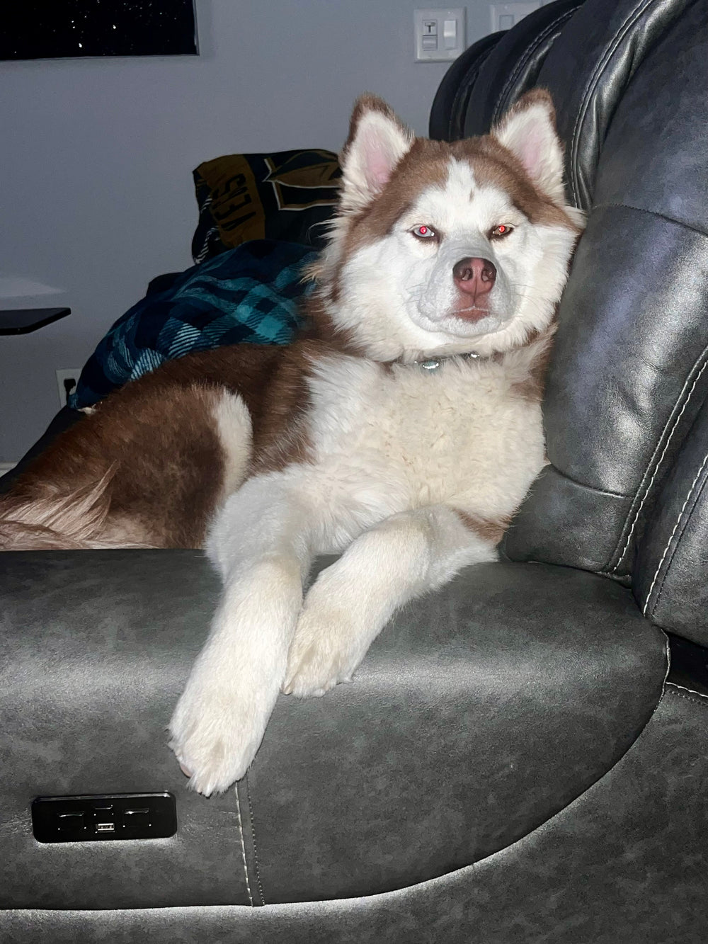 Dog love - original photo